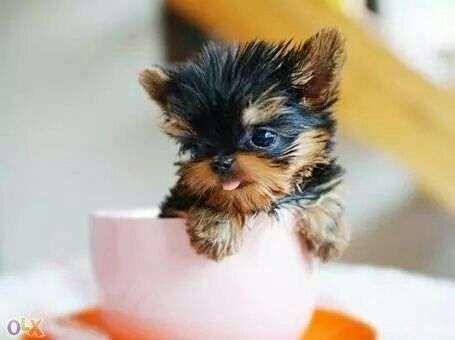 Yorkshire terrier talie mica