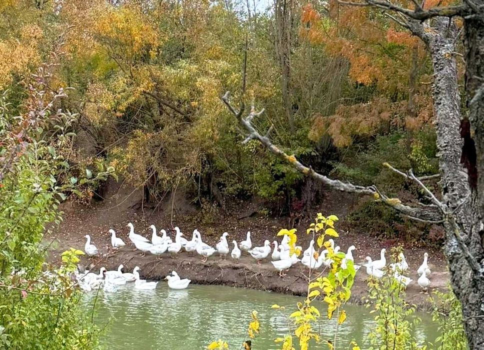 Vand gâște de casă