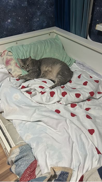 Кот в добрые руки