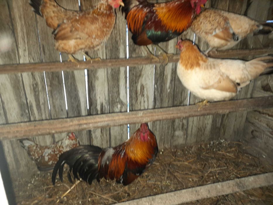 Gaini  pitice si cocosei