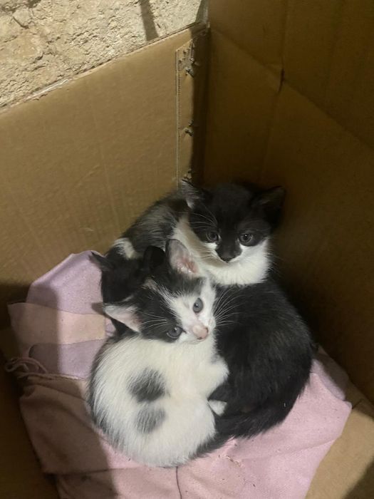 1 айлык маргау алатын адам болса/актобее!