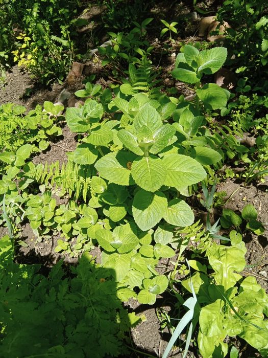 Мята для кулинарии .