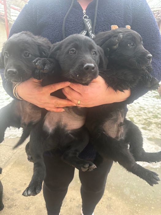 Подарявам кученца