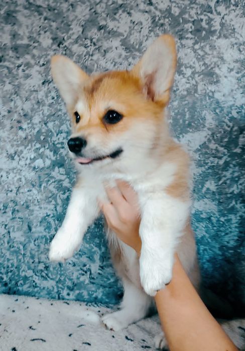 Вельш корги племброк