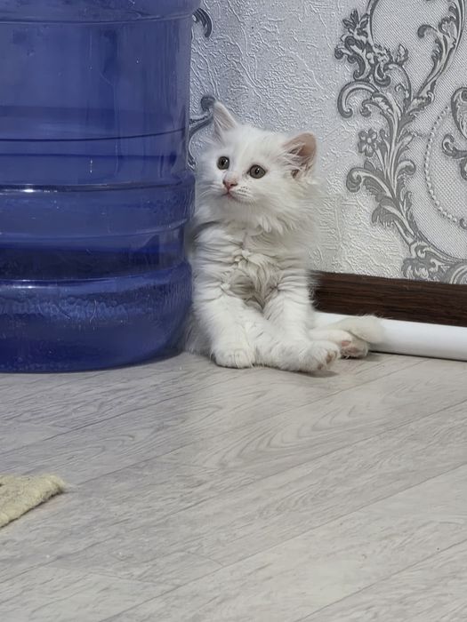 Turk angorasi, regdoll va qora mushukchalarimiz sotiladi‼️