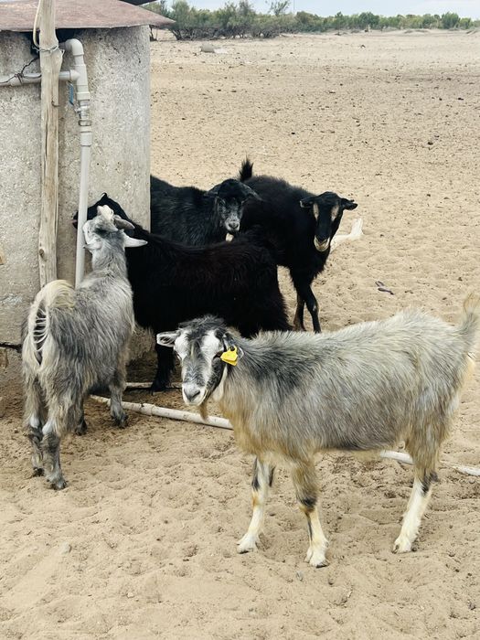 Ешкі сатылады