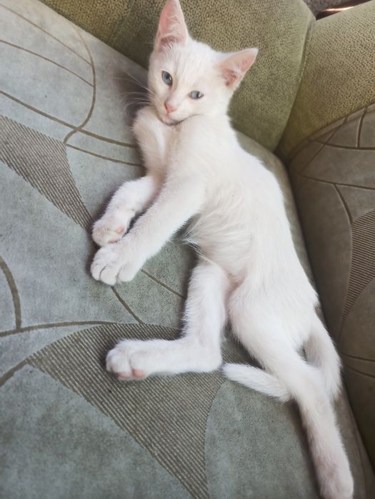 Отдам котенка мальчик 3 месяца
