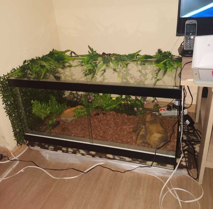 Продавам два питона-Бирмански и кралски