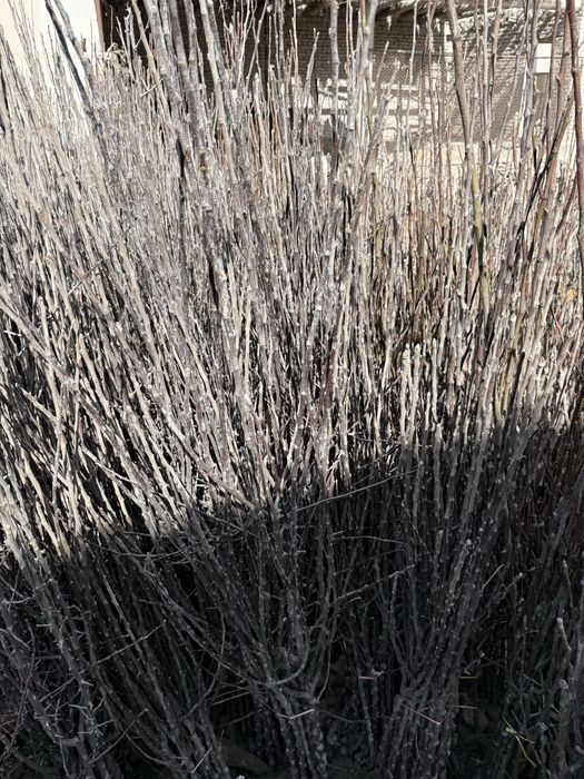 Мевали кучатлар оптом. Mevali ko'chatlar bor. 15 000 сум