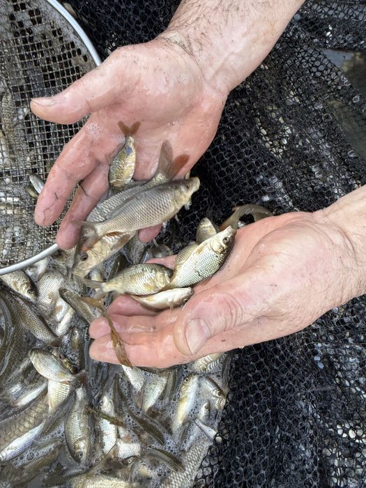 Малек сазана карпа и амура