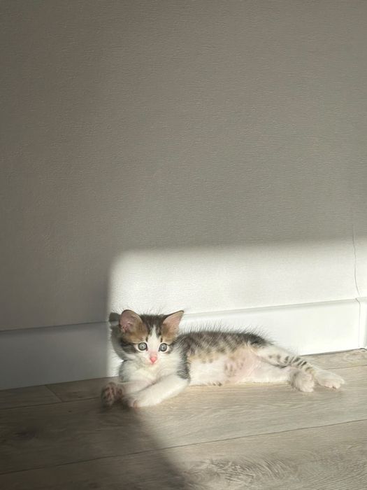 Котенок отдам в хорошие руки