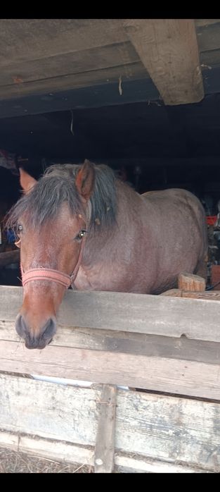 Mânz 2 ani fff cuminte