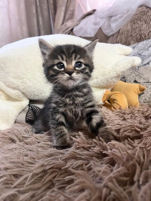 Отдам котят в хорошие руки