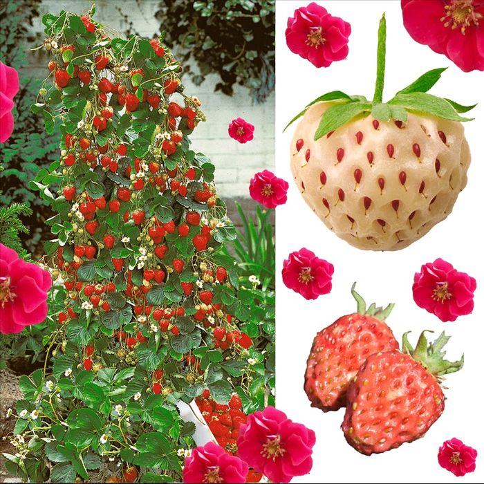 Capsuni Urcatori (Rosi )