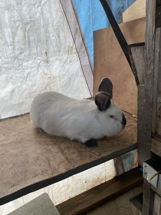 Продам кролов калифорния