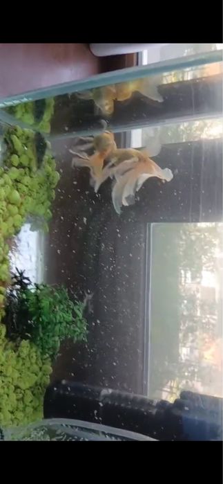 Рыбы уже адаптированы к акварумной среде,легко содержать подходят всем