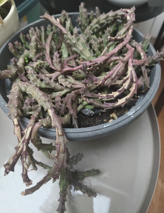 Стайни цветя различни видове