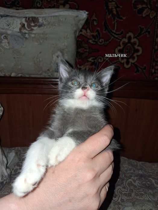 Котята в добрые руки