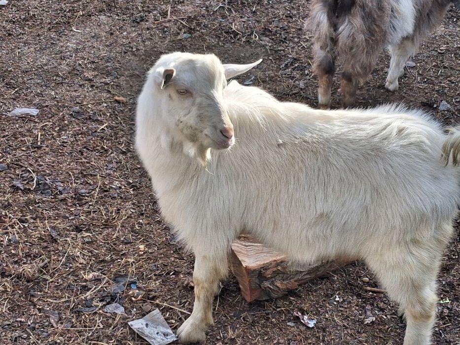 Теке занин сатылады