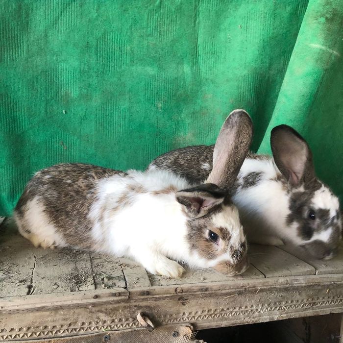 Parra quyon sotiladi