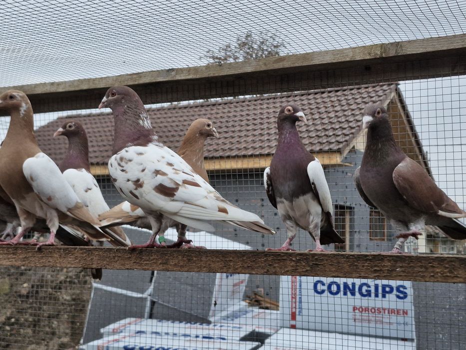 Porumbei de vânzare din poze !
