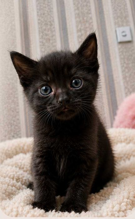 Бомбейский черный котенок