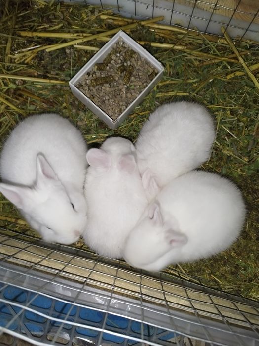Кролики декоративные