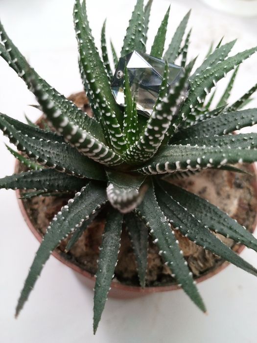 Кактус "Хавортия"