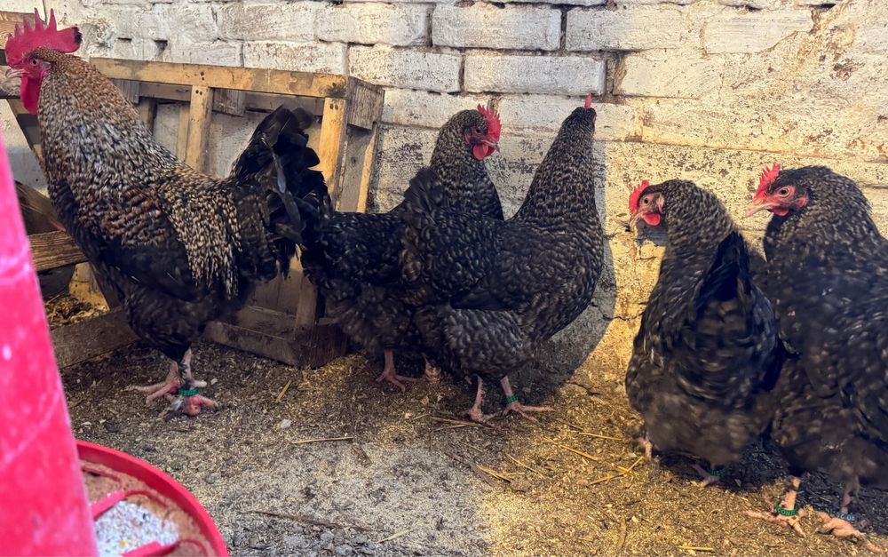 Ouǎ Marans Coucou Dore (CCD)