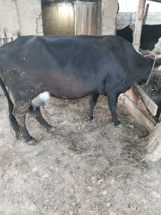 Она бола сигирлар сотилади