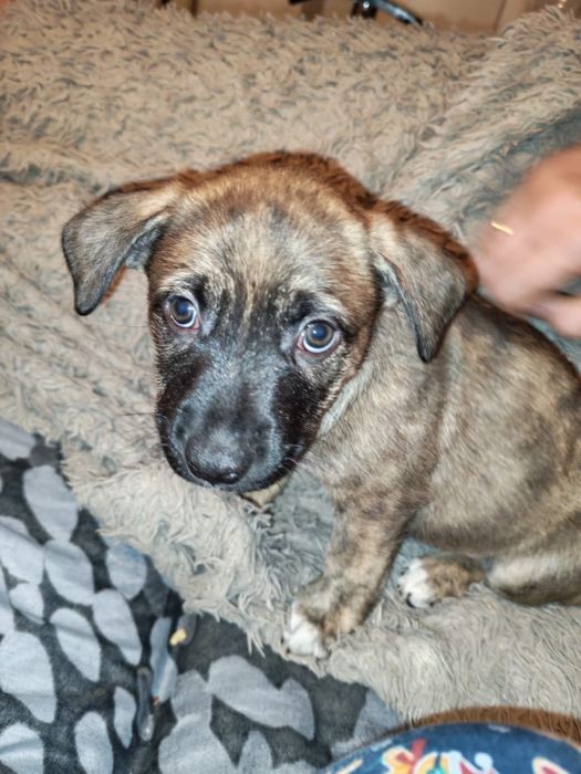 Отдаем щенков в добрые руки