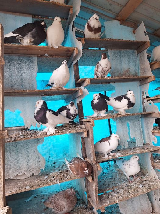 Vand porumbei incaltati