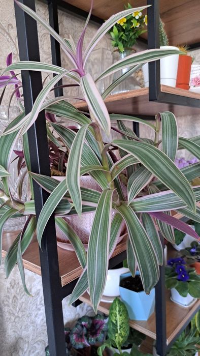 Продам черенок рео