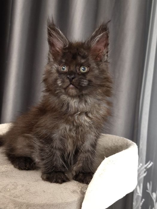 Котята Мейн кун гиганты