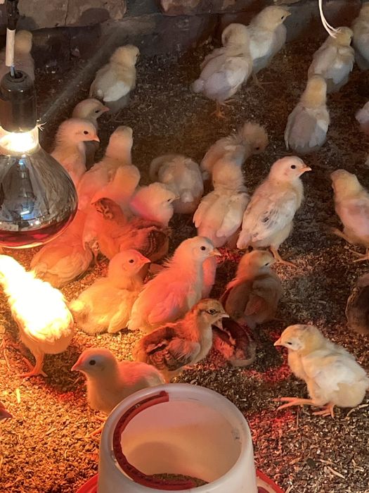 цыплята Адлерские