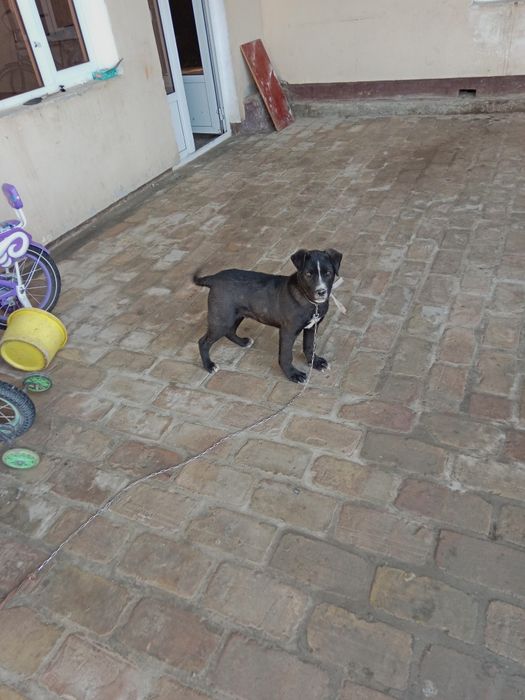 4 oylik it bolasi sotiladi