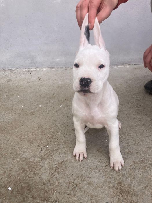 Dog argentinian disponibil