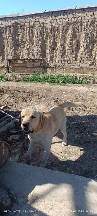 Labrador kuchuk. Rangi sariq