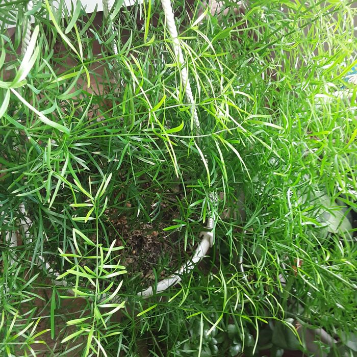 Продам Аспарагус