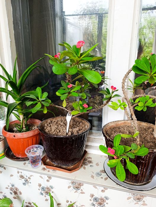 Цветы на горшке Малочай миля