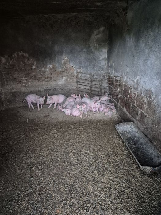 Продавам малки прасета