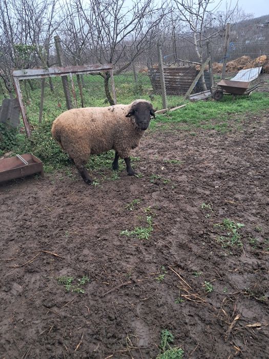 Vând berbec suffolk