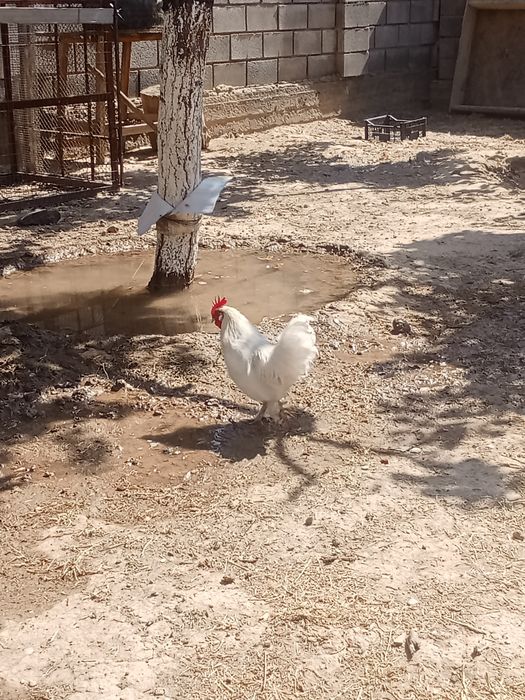 карликовые куры срочно