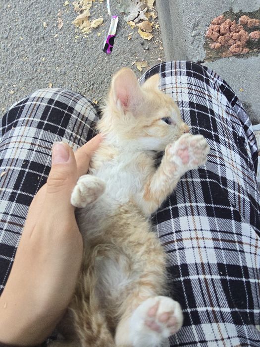 Котенок мальчик в добрые руки