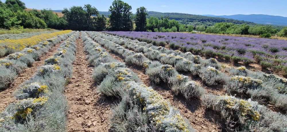 Butasi de lavanda pachet 50 butasi