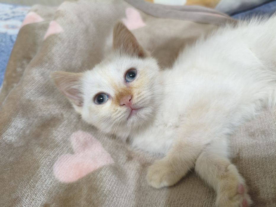 Кошка, ласковая, белая , отдам в хорошие руки