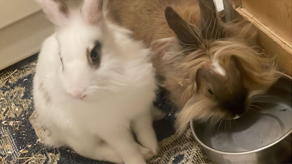 Vand 2 iepurasi cap de leu