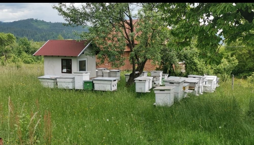 Vând familii de albine