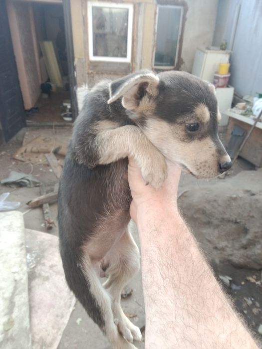Щенки милые верные