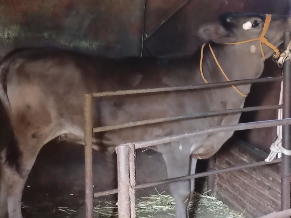Продам телачку пародистую
